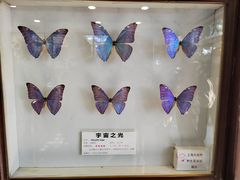 -上海大自然野生昆虫馆(东方明珠·爬宠昆虫探索中心)