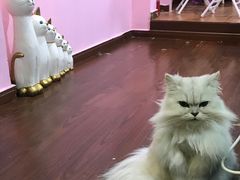 -李小姐の猫咖啡馆(五角场店)