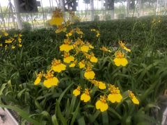 -兰陵国家农业公园