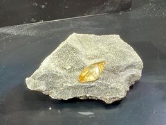 -燕莎友谊商城(亮马桥店)