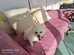 -宠物寄养训练学校