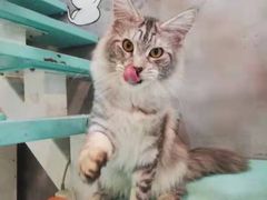 -十年猫舍·猫咪专门店(普陀店)