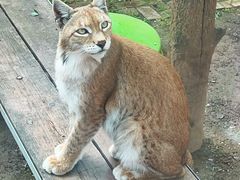 -青藏高原野生动物园