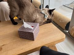 -藏猫猫咖啡主题馆(中央大道店)