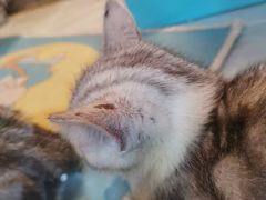 -1013 PET SHOP 宠物商店(近铁城市广场店)
