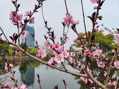 -无锡蠡湖国家湿地公园-蠡园