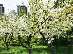 -木塔寺遗址生态公园