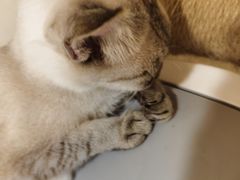 -共舞时光猫咖·狗咖(新街口店)