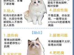 -Bastet sally猫舍购宠(静安店)