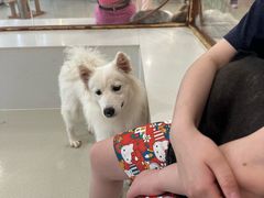 -共舞时光猫咖·狗咖(新街口店)