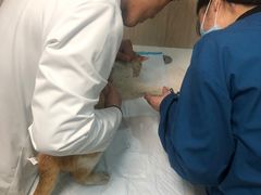 -恒幸动物医院·急重症转诊中心·神经内外科·CT核磁