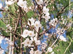 -海棠花溪(元大都城垣遗址公园)