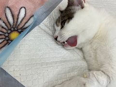 -爱侣宠医·鹦鹉专科·小型哺乳类·异宠专科(灵石路店)