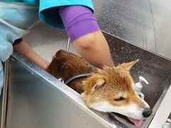 -北京观赏动物医院·24小时大型综合·猫专科·异宠专科