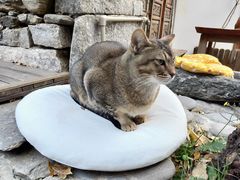 -喵屿·大理花园猫咖