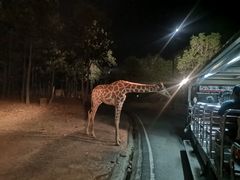 -清迈夜间动物园