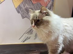 -滚猫咖啡·猫咖·猫友好撸猫(未来城店)
