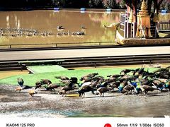 -西双版纳原始森林公园