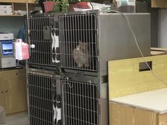 -中农大我爱我爱动物医院·核磁CT·猫病·24小时夜诊中心(石佛营店)