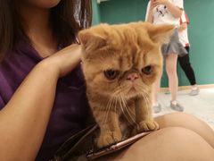 -飞行喵MR PILOT|猫舍·猫咖(静安大融城店)
