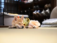 -逗柴咖啡屋·狗咖猫咖宠物桌游