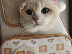 -三花喵·撸猫购宠·宠物生活馆(虹桥南丰城店)