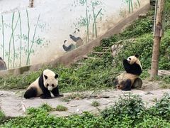 -中国大熊猫保护研究中心雅安碧峰峡基地