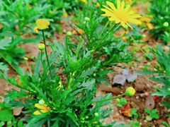 -广东花都湖国家湿地公园