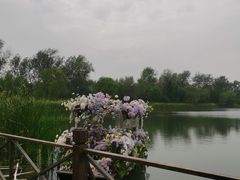 -溱湖国家湿地公园