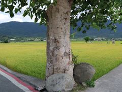 -瑞穗牧场