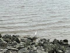 -深圳湾公园(南山区)