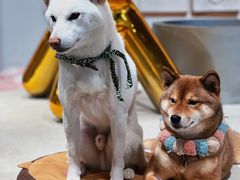 -柴务处·柴犬主题狗咖