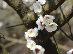 -香雪海