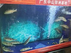 -肆月河豚·新淮扬(金融街店)