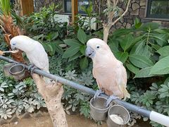 -南宫五洲植物乐园