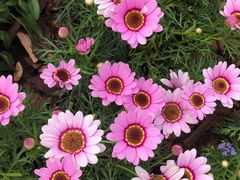 -深圳国际园林花卉博览园