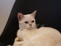 -喵zoo家庭繁育猫舍(尖东智能花园店)