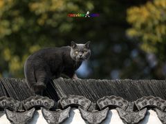 -三林塘老街
