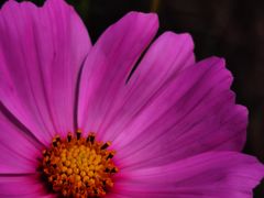 -紫海香堤香草艺术庄园