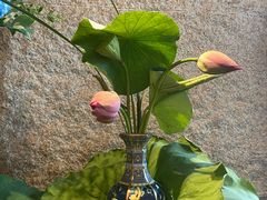 -杭州西子湖四季酒店-WL BISTRO西湖餐厅(灵隐路店)