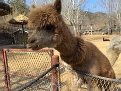 -大连森林动物园