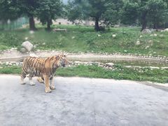 -西安秦岭野生动物园