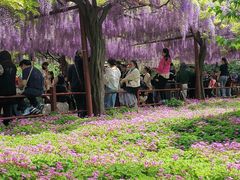 -嘉定紫藤园