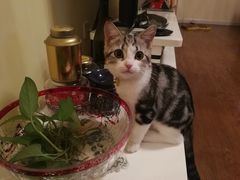 -东方名猫馆·英短金渐层布偶猫舍(环线广场1号楼店)