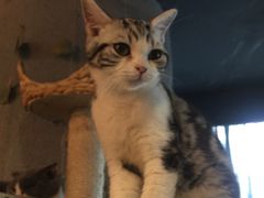 -共舞时光猫咖·狗咖(新街口店)