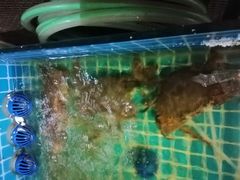 -三妹小龙虾·黄油蟹(华侨城总店)