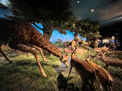 -国家自然博物馆