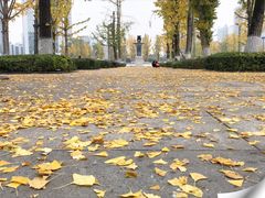 -百林公园-两江幸福广场
