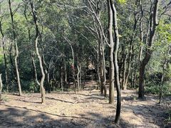 -羚羊峡古栈道森林公园