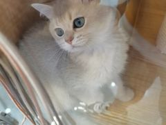 -山宅一喵德文卷毛猫舍